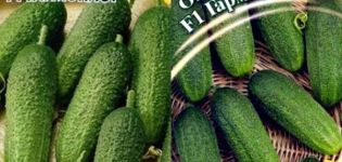 Description of the Harmonist variety cucumber and its cultivation