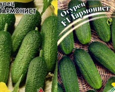 Descripción del pepino variedad Harmonist y su cultivo.