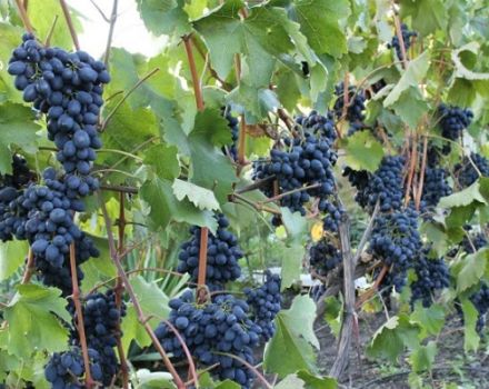 Description of the Codrianka fruit grape variety and its characteristics, ripening period, planting and care