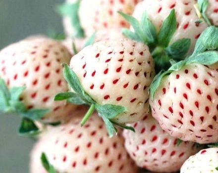 Popis a vlastnosti odrůdy jahodníku Pineberry, pěstování a péče