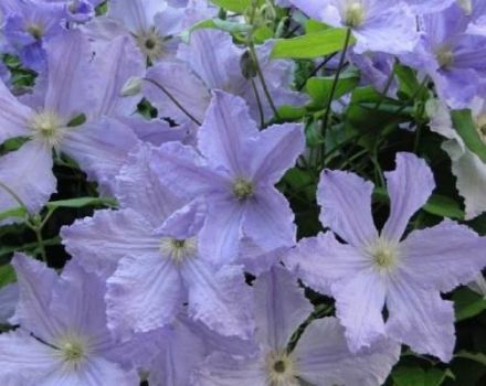 Description of Blue Angel variety clematis, planting and care rules