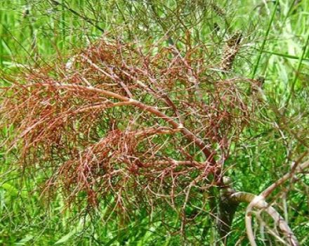 Description of diseases and pests of dill, treatment and control of them