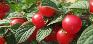 Description de la variété de cerises Tamaris, caractéristiques de fructification et rendement