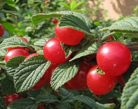 Description of the Tamaris cherry variety, characteristics of fruiting and yield