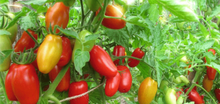 Description of the tomato variety Red Fang, its characteristics and productivity