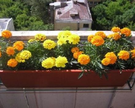 Menanam, membesar dan merawat marigold di ladang terbuka