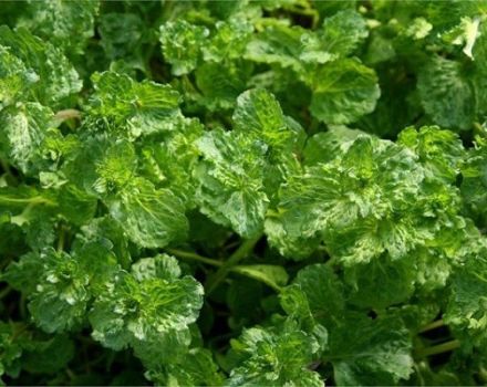 Description de la variété de menthe frisée, caractéristiques de culture et d'entretien