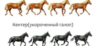 What are the types of horse gaits and their differences, additional recommendations