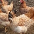 Description and characteristics of the Tsarskoye Selo breed of chickens, maintenance rules