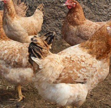 Description et caractéristiques de la race de poulets Tsarskoïe Selo, règles d'entretien