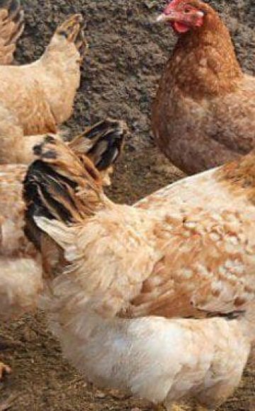 Description et caractéristiques de la race de poulets Tsarskoïe Selo, règles d'entretien