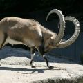 Paglalarawan at mga kondisyon ng pagpapanatiling alpine bundok kambing, gastos ng ibex