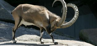 Descripción y condiciones de cría de cabras montesas alpinas, costo de la cabra montés