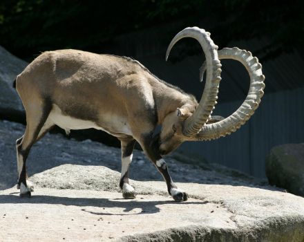 Description and conditions of keeping alpine mountain goats, cost of ibex