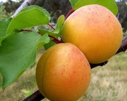 Características de la variedad de albaricoque de Manchuria, descripción de la resistencia a las heladas y cuidado de la plántula