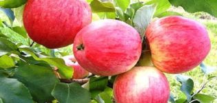 Description et caractéristiques de la variété de pomme sucrée, culture dans les régions et caractéristiques des soins