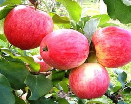 Descripción y características de la variedad de manzana dulce, cultivo en las regiones y características de cuidado.