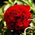 Description and characteristics of peony varieties Henry Bokstos, cultivation