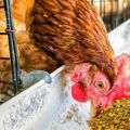 Comment donner correctement de la levure aux poulets à la maison