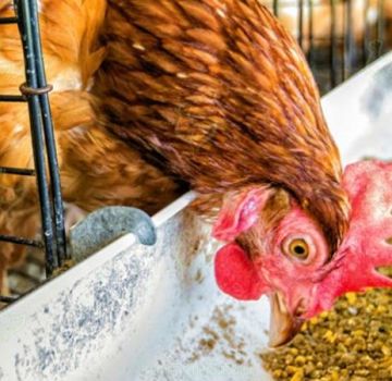 Comment donner correctement de la levure aux poulets à la maison