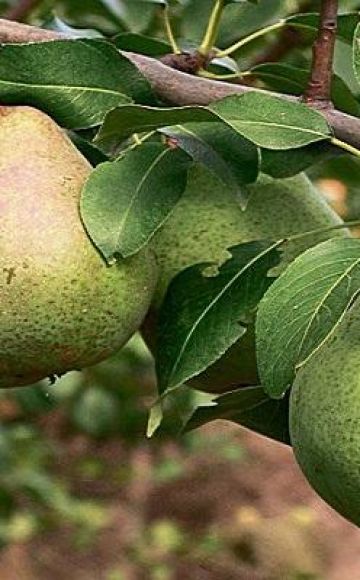 Descripción y polinizadores de peras de la variedad tardía Belorusskaya, plantación y cuidado.