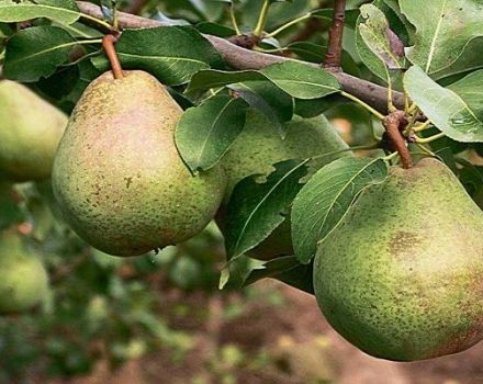 Descripción y polinizadores de peras de la variedad tardía Belorusskaya, plantación y cuidado.