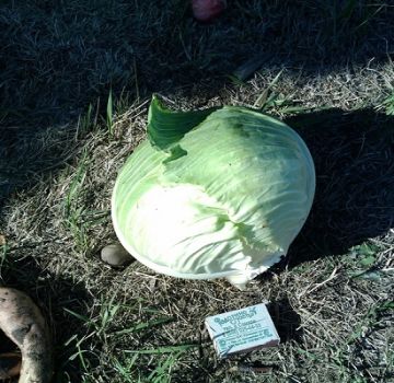 Descripción de la variedad de repollo Kharkiv invierno, características de cultivo y cuidado.