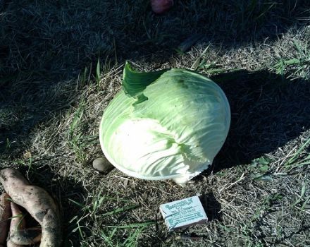 Descripción de la variedad de repollo Kharkiv invierno, características de cultivo y cuidado.