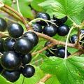 Description and characteristics of currant varieties Yadrenaya, planting, growing and care