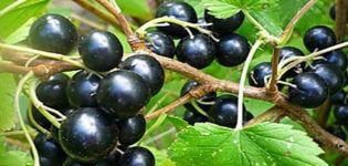 Description and characteristics of the currant variety Yadrenaya, planting, growing and care