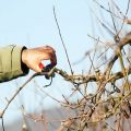 When and how to prune and rejuvenate apple trees, crown formation scheme