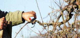 Cuándo y cómo podar y rejuvenecer los manzanos, esquema de formación de copas