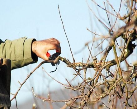 Cuándo y cómo podar y rejuvenecer los manzanos, esquema de formación de copas