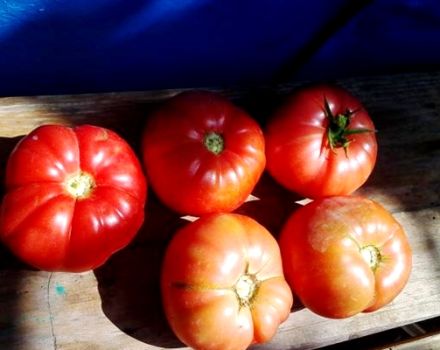 Características y descripción de la variedad de tomate Brandy rosa, su rendimiento.