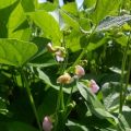 Description of the best varieties and types of green beans with names