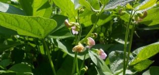 Description of the best varieties and types of green beans with names