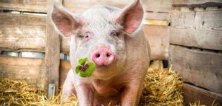 Combien d'années les porcs vivent-ils à la maison et dans la nature, la période moyenne