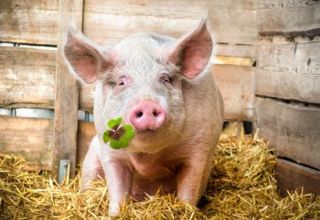 What do pigs eat and what to feed them to grow quickly at home