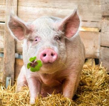 Que mangent les porcs et quoi les nourrir pour grandir rapidement à la maison