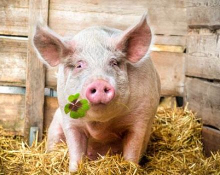 What do pigs eat and what to feed them to grow quickly at home