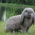 Description and characteristics of French ram rabbits, care for them