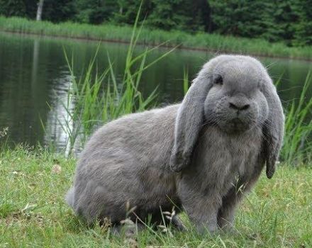 Descripción y características de los conejos de carnero franceses, cuídalos.