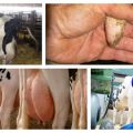 Gejala mastitis pada lembu, rawatan dan pencegahan di rumah