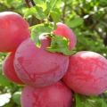 Description of the cherry plum variety Lama, pollinators, planting and care