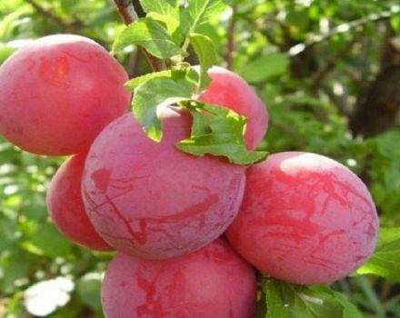 Description of the cherry plum variety Lama, pollinators, planting and care