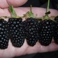 Description and cultivation of the Giant blackberry variety, care features