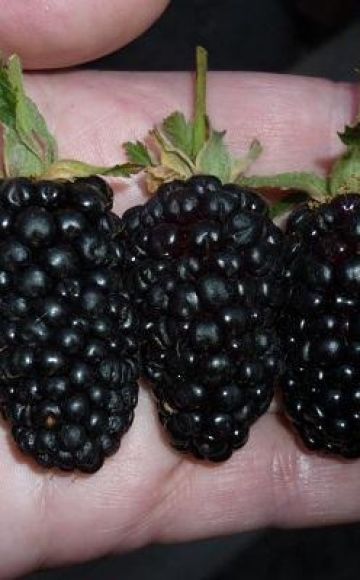 Opis a pestovanie odrody Giant blackberry, rysy starostlivosti