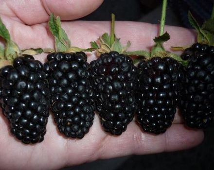 Description and cultivation of the Giant blackberry variety, care features