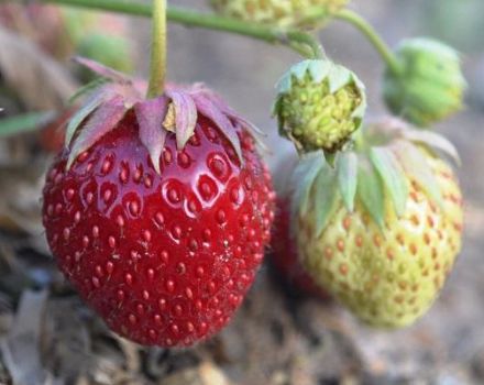 Descripción y características de la variedad de fresa Tago, tecnología de cultivo.