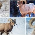 Habitat and fitness traits of bighorn sheep, what they eat